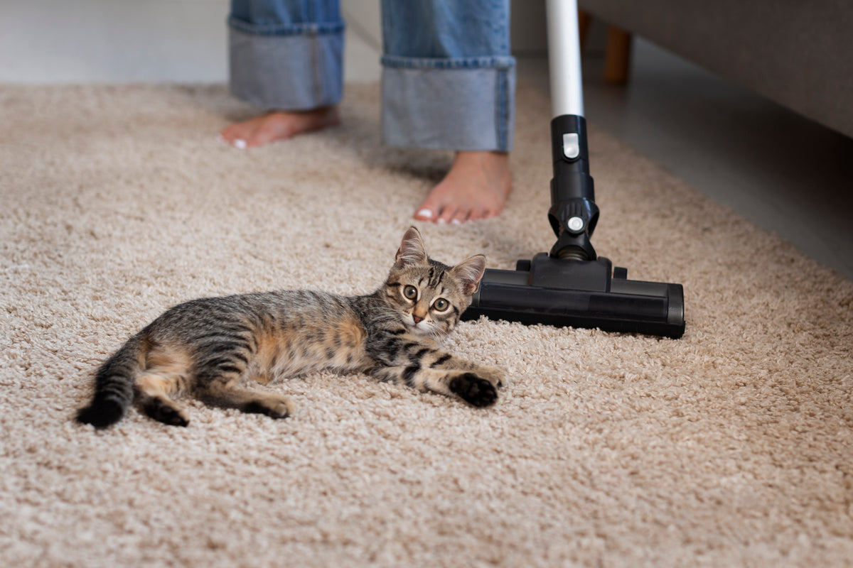 Are you making these 3 pet cleaning mistakes?