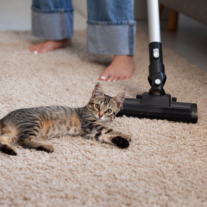Are you making these 3 pet cleaning mistakes?
